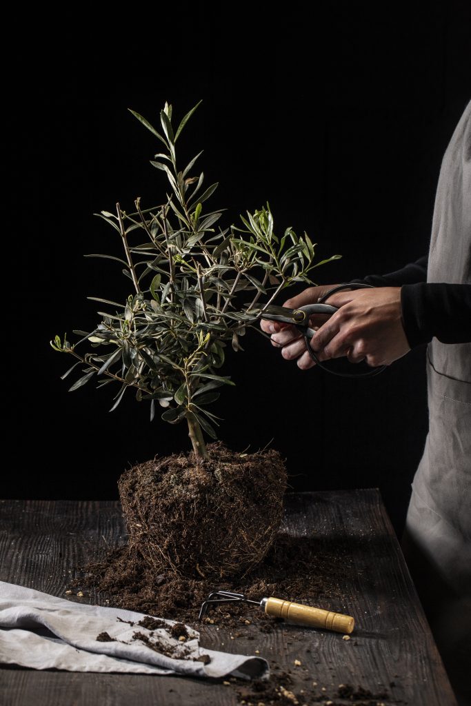 Un jardinier en train de tailler une branche d'un olivier.