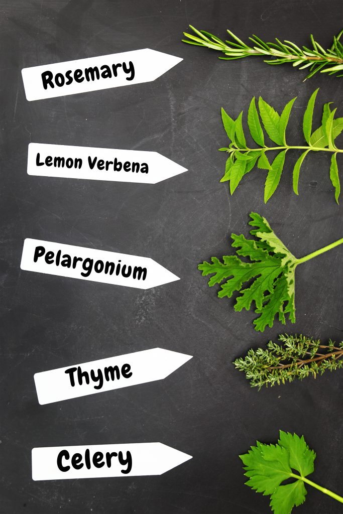 Divers types d'herbes avec des étiquettes de noms sur fond noir.