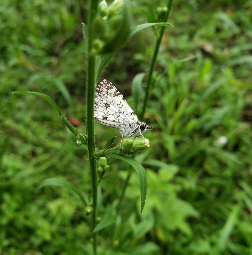 Gros plan d'un papillon blanc sur une branche, représentant un lépidoptère de la famille des Pyrgus.
