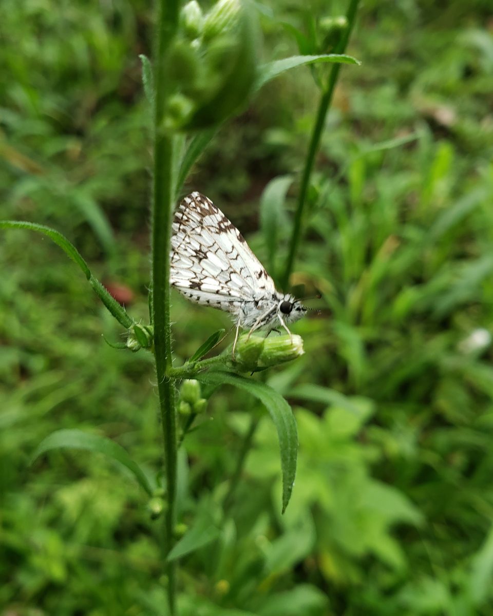 Gros plan d'un papillon blanc sur une branche, représentant un lépidoptère de la famille des Pyrgus.
