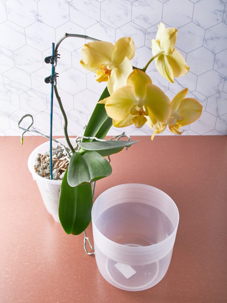 Orchid jaune dans des pots, illustrant le soin des orchidées à la maison.
