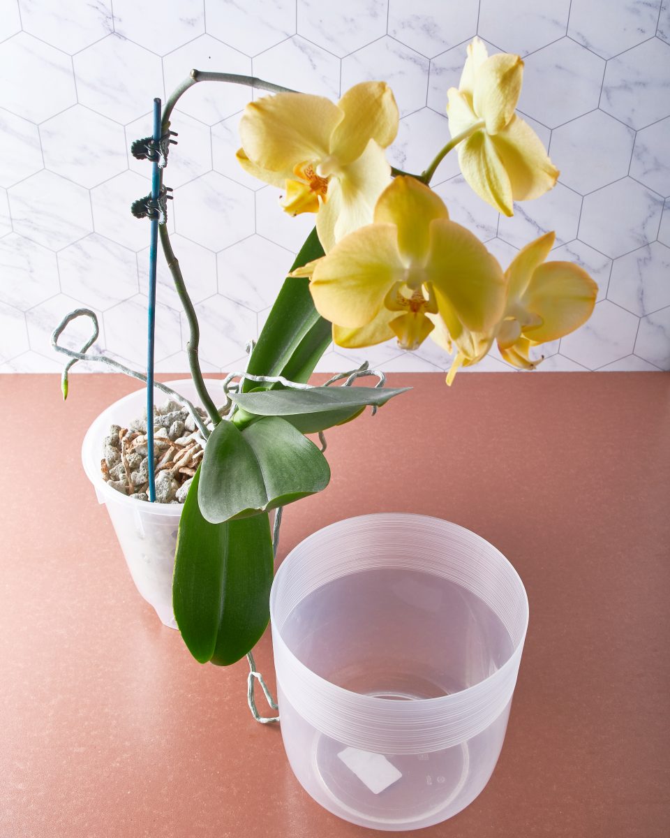 Orchid jaune dans des pots, illustrant le soin des orchidées à la maison.